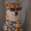 ͷ
