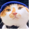 ͷ��