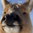 ͷ��
