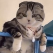 ͷ��