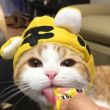 ͷ��
