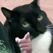 ͷ