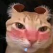 ͷ��