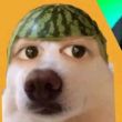 ͷ��