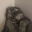 ͷ