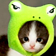 ͷ