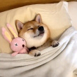 ͷ��