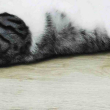 ͷ��