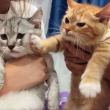 ͷ��