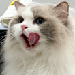 ͷ
