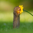 ͷ��