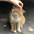 ͷ