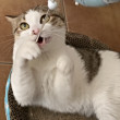 ͷ