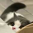 ͷ