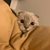 ͷ