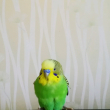 ͷ��