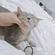 ͷ
