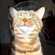 ͷ