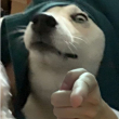 ͷ