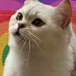 ͷ