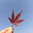ͷ