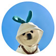 ͷ