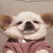 ͷ��