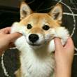 ͷ