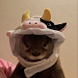 ͷ