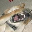 ͷ��