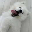 ͷ��