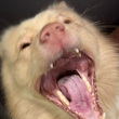 ͷ��