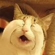ͷ��