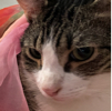 ͷ��