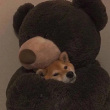 ͷ��