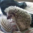 ͷ