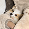 ͷ