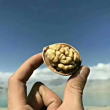 ͷ