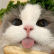 ͷ��
