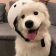 ͷ��