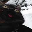 ͷ