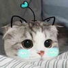ͷ��