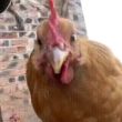 ͷ��