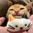 ͷ��
