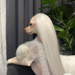 ͷ��