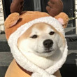 ͷ