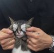 ͷ��