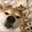 ͷ��