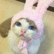 ͷ��