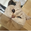 ͷ